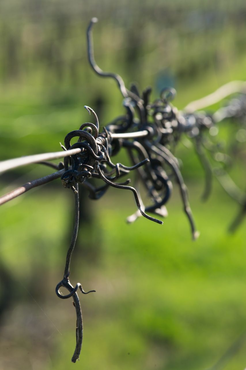 Vignoble Fil de fer 0602-2